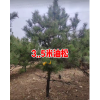 3-5米油松 造型油松 别墅庭院景观 大量供应 树形优美 电议价格 东北造型松基地 现货装车