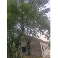 黄角树 30-50公分低分枝黄角树现货装车 庭院绿化树 大规格全冠成品大树 电议价格 环宇绿化