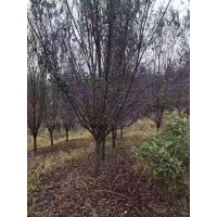 12-15公分紫叶李 园林绿化景观用紫叶李 电议价格 树干通直 园林绿化景观风景树