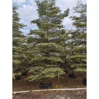 8-11分棉叶榄仁 规格齐全 庭院小区公园行道观赏绿化风景庭荫树 造景绿化 电议 权辉园林