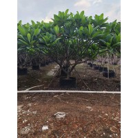 8-12红花鸡蛋花 移植印度素馨树 精品观赏用树 规格齐全 露地行道绿化树 电议价格 权辉园林