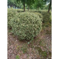 出售大量金边黄杨球，1.2-1.5米需要联系 电议价格 常州大叶黄杨球基地 佰之达苗圃