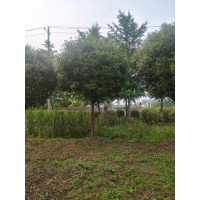 出售高分支红叶石楠树10-12公分 高杆红叶石楠球 电议价格 城市道路景观树 佰之达苗圃
