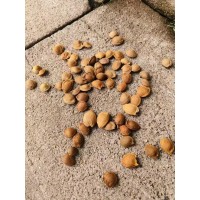 出售蒙古栎种子，山杏种子， 发芽高 工程小苗 颗粒饱满 园林苗木种籽 电议价格现货
