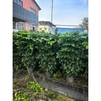 绿宝1.8-2米 多年生大叶绿宝树幸福树单杆盆栽 大型室内花卉 净化空气 四季青绿植 电议价格
