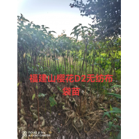 25#无纺布袋苗，福建山樱花 植株优美漂亮 公园道路绿化风景树 电议价格现货装车