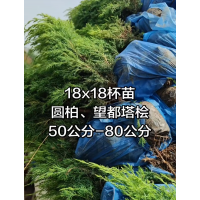 18x18杯苗 圆柏、望都塔桧 50公分-80公分 园林绿化常绿地被 公园绿化苗 电议 望都塔柏