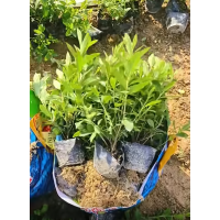 杜鹃 夏鹃 大量供应安酷杜鹃大杯苗 室内绿化阳台盆栽小区庭院公园观赏种植绿化苗