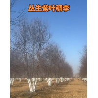 丛生紫叶稠李4-8枝条 高度5-8米 园林风景树 土球精包装 电议价格 景观树 河北宇森园林