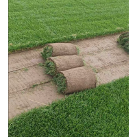 辽宁博通草坪基地长年承接草坪绿化工程，播种草籽养护工程 东北草坪销售 电议价格大量