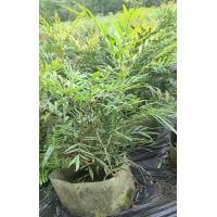 出售25袋柳叶十大功劳高50左右冠40 景区道路园林绿化工程苗 电议价格 温江胜鑫园艺场