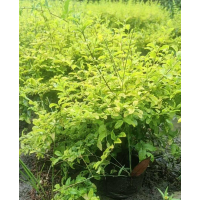 亮晶女贞大杯高25左右冠20左右 耐修剪 可作绿篱盆景绿化工程栽植规格齐全 电议 温江胜鑫园艺场