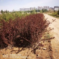 密枝红叶李 园林绿化灌木 耐修剪造型 基地批发 绿化优良彩叶树种 电议价格 内蒙古苗木