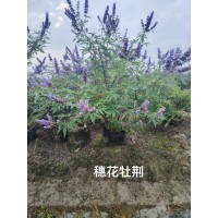 穗花牡荆 庭院观花观叶地被水生植物 花境植物 耐瘠薄 根系发达 长势强壮 电议价格 丰彩花草园