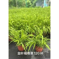 金叶箱根草 一加仑盆栽苗 电议价格 观赏草品种 耐荫园林绿化植物苗 常州丰彩花草园苗圃直销