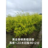 黄金香柳美植袋装 高度1.23米冠幅80公分 电议价格 造型球类观赏城市彩叶品种 丰彩花草园