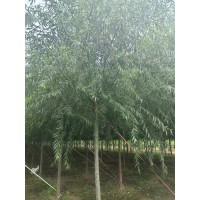 8公分旱柳 防风治沙枝叶茂盛景区园林工程绿化苗 电议价格 保定市森韵园林绿化工程有限公司