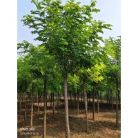 刺槐 现挖现卖园林景观行道树 规格齐全 电议价格 荒山造林景区园林观赏绿化种植 森韵园林