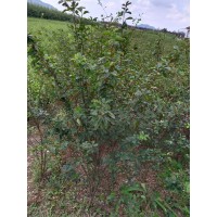 锦鸡儿小苗批发常绿灌木品种齐全易栽培耐寒耐旱适应性强 电议价格 现货 铁岭馨鸿园林