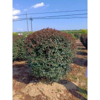 红叶榆叶梅球 精品球 树形优美 景区公园绿化观花植物 冠幅饱满 电议价格 铁岭馨鸿园林绿化