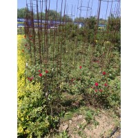 藤本月季 各种规格 园林景区庭院栽植观花植物 电议价格 东北月季 铁岭馨鸿园林绿化