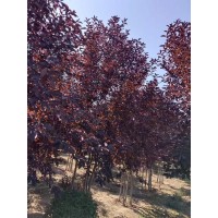 丛生紫叶稠李 耐寒耐旱 根系发达 景区园林行道树 规格齐全 树形优美 馨鸿园林绿化 电议价格