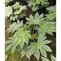 花叶八角金盘 绿化观叶植物 四季常青 形态优美 耐阴彩叶灌木 林下背阴造景 电议价格 丰彩花草园