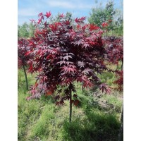 鸡爪槭 公园景区园林片植 列植 绿化工程苗木 造景观赏树 电议价格 郯城县锦绣园银杏苗木