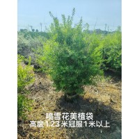 喷雪花美植袋 高度1.23米冠幅1米以上 电议价格 庭院别墅小区道路观赏花卉 园林绿化工程苗 丰彩草花