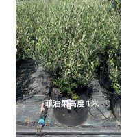 菲油果基地批发 规格齐全 庭院小区公园道路园林绿化造景苗 电议价格 丰彩花草园  绿化路边点缀