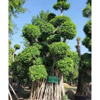 福建小叶榕桩头-榕树盆景-大中小规格吊根小叶榕桩头-造型景观提根榕桩头 电议价格