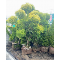 亮晶女贞系列，五角星，爱心，月亮，小造型 电议价格 荣盛绿化苗 墅景观绿化 耐寒耐修剪
