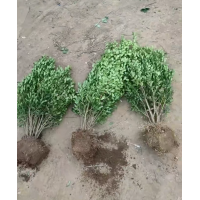 基地供应瓜子黄杨 黄杨苗 耐盐碱地耐修剪 大型花坛镶边工程苗 电议价格量大 沭阳荣盛绿化苗