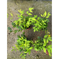 120#火焰南天竹 常绿变色 火焰南天竹 繁育植株健壮叶片鲜艳 电议价格 青州冰冰花卉苗木