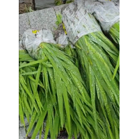 水生鸢尾 庭院盆栽种植观赏 花镜切花材料 小区池塘点缀 电议价格 苏梅园艺场 水生植物地苗