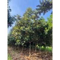 广玉兰15-25公分有货 树形优美 风景绿化树行道栽植树规格齐全 电议价格 龙诚绿化苗木