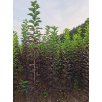 出售二年紫叶稠李明条1-2.5米高10万株 电议价格 开原永顺苗圃 园林绿化小苗 建圃苗 东北苗木