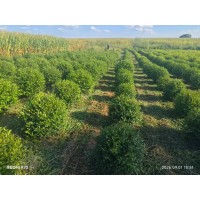 大量供应2年生白榆苗 绿篱苗 白榆毛球 园林绿化工程苗 东北苗木 白榆苗 耐寒耐旱苗
