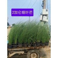 细叶芒绿化种植基地 草类植物 园林植物园栽植 观赏草适应性强 电议价格 青州草花 山合水