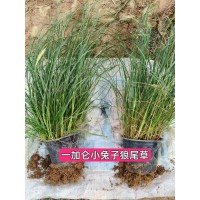 小兔子狼尾草 多年生草本 观赏性植物 紫叶狼尾草加仑盆 电议价格 观赏草 青州草花 山合水