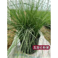 粉黛乱子草 毛芒乱子 四季庭院阳台景观 花坛花镜花海观赏性种植苗 电议阿基个 青州花卉 山合水