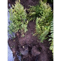 金叶榆杯苗大量 地接金叶榆 可绿篱 落叶秋色叶 露天栽培 观赏性强 廊坊荣叶园林景观