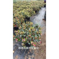 出售粉团石斑木 小苗 棒棒糖 耐寒耐高温 观赏价值高 高端园林绿化树种 电议价格 丰彩花草园