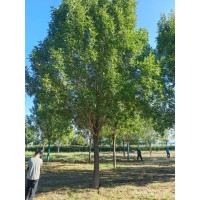 白蜡基地，供应各种规格白蜡 弘明苗木销售公司 1-35公分白蜡树 白蜡基地实拍 园林绿化行道树