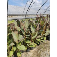 紫叶美人蕉高杆苗株型挺拔花期长公园河道岸边景观绿化工程地被苗 电议价格 上海梦境园艺