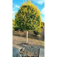 黄金枸骨各种造型，各种规格请选购 园林景区绿化行道树 规格齐全 耐寒耐旱 电议 木诚花木