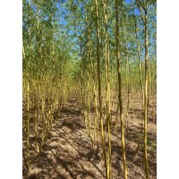 金丝垂柳树 柳树苗 胸径2-10公分垂枝型 校园湿地绿化行道优选 电议大量 德峰苗木 济南柳树