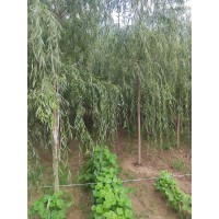 大型精品垂柳 园林风景街道种植 20公分垂柳 风景树柳树 济南柳树基地 电议价格 德峰苗木销售