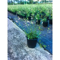 白花山桃草 庭院公园栽种 可片植 可花坛 花镜 地被 盆栽草坪点缀 电议价格 上海腾飞园艺