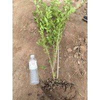 水蜡，高度70以上 园林绿化工程用苗 规格齐全 量大自产自销 电议价格 定州银山苗圃场